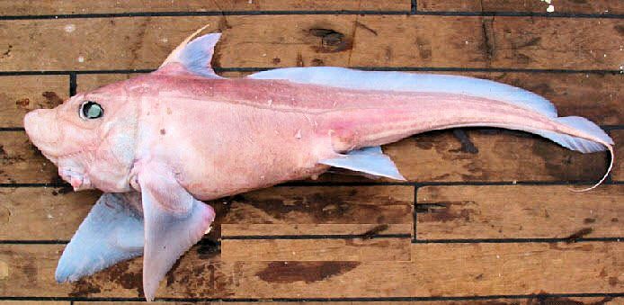 Hydrolagus pallidus_0213